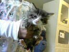Adopt SEBASTION a Gray or Blue Domestic Shorthair / Mixed (short coat) cat in