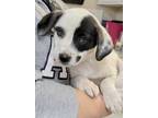 Adopt Squirt a White Pointer / Terrier (Unknown Type, Small) / Mixed dog in