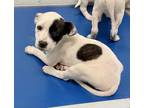 Adopt Scrabble a White Pointer / Terrier (Unknown Type, Small) / Mixed dog in