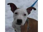 Adopt JAMES a Tan/Yellow/Fawn Bull Terrier / American Pit Bull Terrier / Mixed