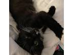 Adopt Peppermint Patty PM a All Black Domestic Mediumhair / Mixed cat in