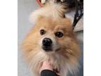 Adopt Hercules a Red/Golden/Orange/Chestnut Pomeranian / Mixed dog in Robinson
