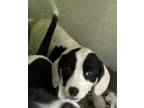 Adopt Julie a Black Labrador Retriever / Mixed dog in South Elgin, IL (33687808)