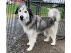 Adopt Doja a Black Mixed Breed (Large) / Mixed dog in Cincinnati, OH (33687791)