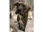 Adopt Gambino a Black Mixed Breed (Large) / Mixed dog in Cincinnati