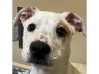 Adopt Quiche a White Mixed Breed (Large) / Mixed dog in Pleasanton
