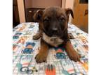 Adopt Bo a Black Australian Cattle Dog / Mixed dog in Columbus, GA (33688072)