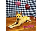 Adopt Goldie a Tan/Yellow/Fawn German Shepherd Dog / Mixed dog in Pickens