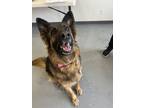 Adopt Missy a German Shepherd Dog / Mixed dog in Oakdale, CA (33687640)