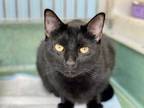 Adopt Judas a All Black Domestic Shorthair / Domestic Shorthair / Mixed cat in