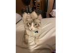 Adopt Sniper a Gray, Blue or Silver Tabby Ragdoll / Mixed (long coat) cat in
