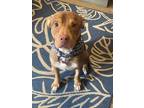 Adopt Cypress a Tan/Yellow/Fawn Pit Bull Terrier dog in Earleville