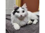 Adopt Amelia a White Domestic Longhair / Domestic Shorthair / Mixed cat in