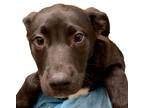 Adopt Cahir a Black Border Collie / Mixed dog in Reno, NV (33687434)