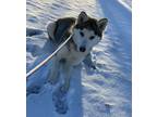 Adopt Holly a Siberian Husky / Mixed dog in Lincoln, NE (33687414)