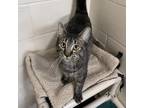 Adopt Bandit a Gray or Blue Domestic Shorthair / Mixed cat in Albert Lea