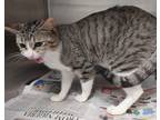 Adopt Scott a Domestic Shorthair / Mixed cat in LAFAYETTE, LA (33687407)