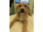 Adopt Umami a Tan/Yellow/Fawn Retriever (Unknown Type) / Mixed dog in Longview