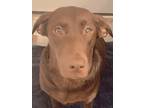 Adopt JellyBean Louise a Brown/Chocolate Labrador Retriever / Mixed dog in