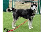 Adopt Zombie a Black Husky / Mixed dog in Hamilton, OH (33687361)