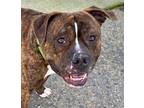 Adopt a Brindle American Pit Bull Terrier / Mixed dog in Hanford, CA (33687210)