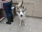 Adopt *NYLE a White - with Gray or Silver Husky / Mixed dog in Hanford