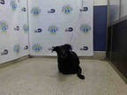 Adopt MACEY a Black Labrador Retriever / Mixed dog in Doral, FL (33687174)