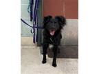 Adopt UNKNOWN a Black - with White Papillon / Mixed dog in Rancho Cucamonga