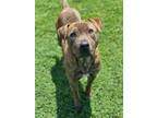 Adopt BRODY a Brindle American Pit Bull Terrier / Mixed dog in Rosenberg