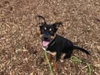 Adopt COCO a Black - with Tan, Yellow or Fawn Rottweiler / Mixed dog in