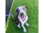 Adopt Murphy a Mixed Breed (Medium) / Mixed dog in Rancho Santa Fe