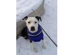 Adopt Missy a White Mixed Breed (Large) / Mixed dog in Montreal, QC (33686579)