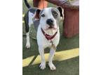 Adopt Brooks a White American Pit Bull Terrier / Mixed dog in Fresno
