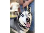 Adopt Marney a Gray/Blue/Silver/Salt & Pepper Husky / Mixed dog in Fresno