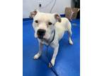 Adopt 49433552 a White American Pit Bull Terrier / Mixed dog in Lancaster