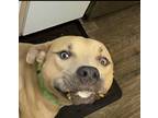 Adopt Scooby a Brown/Chocolate - with Tan American Pit Bull Terrier / Mixed dog