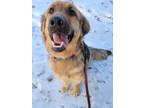 Adopt Rogue a Black German Shepherd Dog / Mastiff / Mixed dog in Williamsport