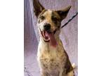 Adopt Rusty a White Mixed Breed (Large) / Mixed dog in Cincinnati, OH (33076136)