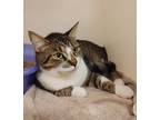 Adopt Harley a Domestic Shorthair / Mixed cat in Salisbury, MD (33686905)