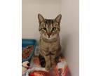Adopt Janet a Domestic Shorthair / Mixed cat in Salisbury, MD (33686904)