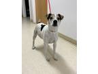 Adopt Gibson a Tricolor (Tan/Brown & Black & White) Rat Terrier / Mixed dog in