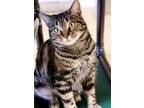 Adopt CINDY LOU a Gray, Blue or Silver Tabby Domestic Shorthair / Mixed (short