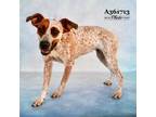 Adopt a White - with Brown or Chocolate German Shorthaired Pointer / Australian