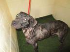 Adopt a Brindle Hound (Unknown Type) / Mixed dog in Winter Haven, FL (33686450)