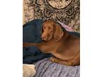 Adopt Stella Mae a Brown/Chocolate Coonhound (Unknown Type) / Mixed dog in