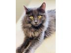 Adopt Lavender a Domestic Longhair / Mixed (medium coat) cat in Crystal Lake