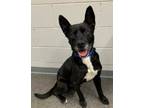 Adopt Chandler a Black Shepherd (Unknown Type) / Mixed dog in Homewood