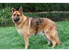 Adopt HANDSOME KING a German Shepherd Dog / Mixed dog in Franklin, TN (33686615)