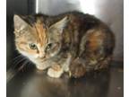 Adopt Puddin a Domestic Shorthair / Mixed cat in Raleigh, NC (33686803)
