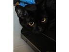 Adopt Nubian a Domestic Shorthair / Mixed cat in Raleigh, NC (33686802)